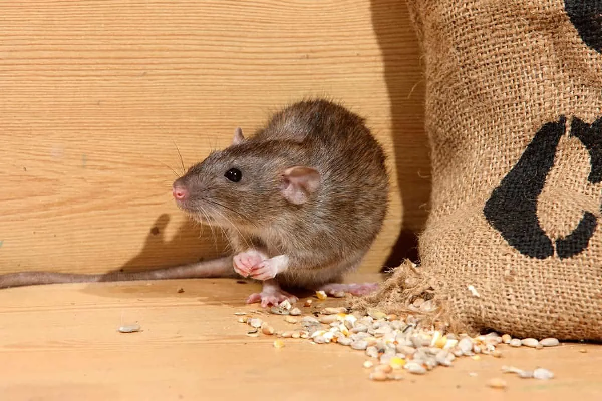 Close-up of a common Austin pest, one of seven residents should learn to identify