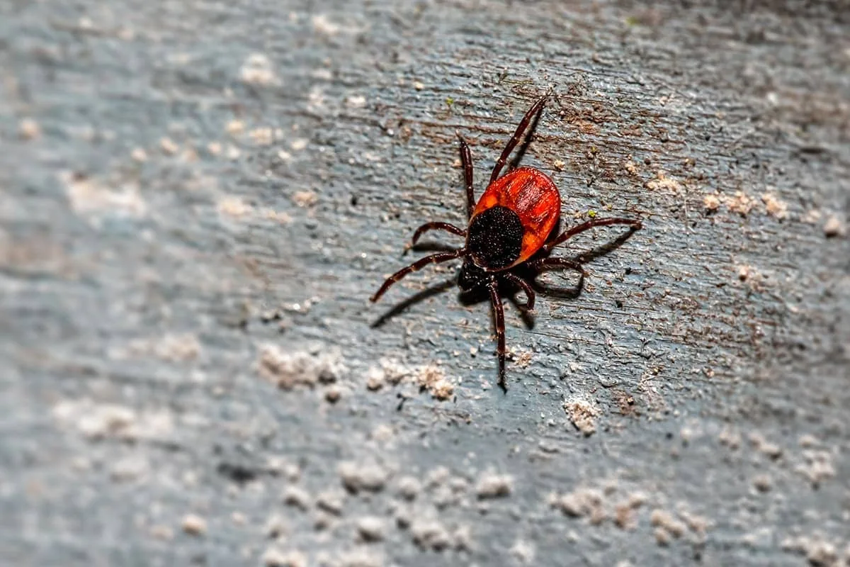 Tick questing on a blade of grass, waiting for a passing host
