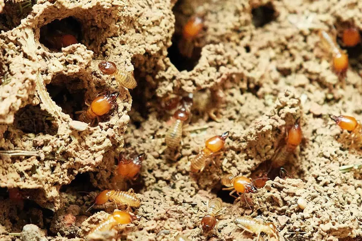 Subterranean termites tunneling through wood, the most destructive termite threat in Central Texas