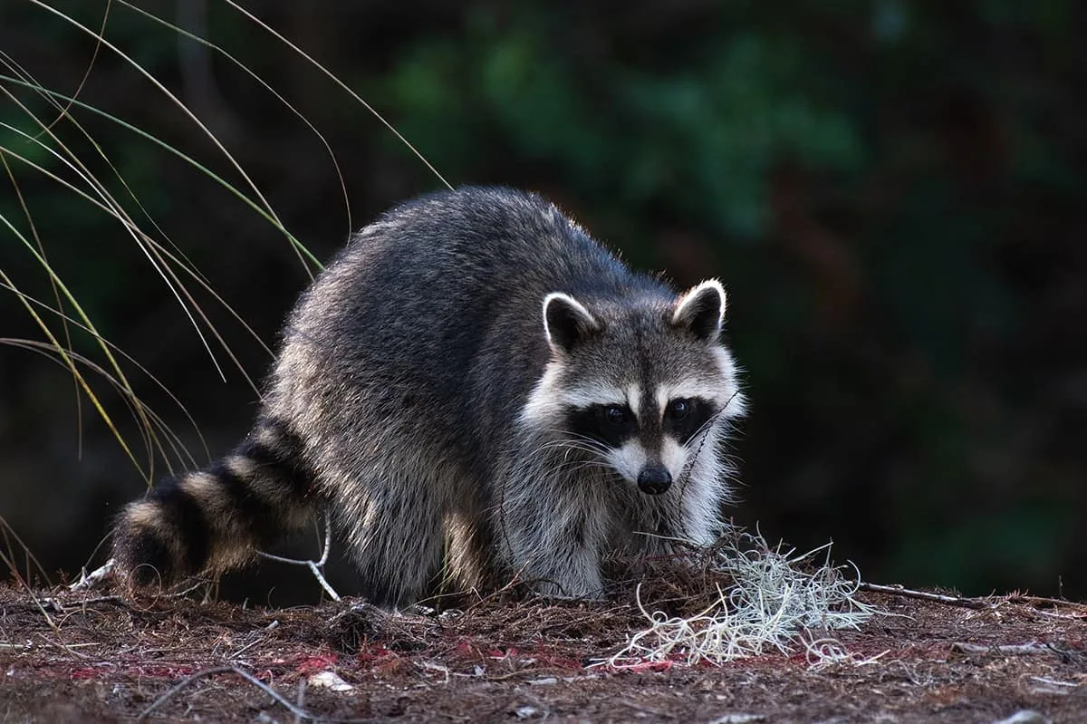Raccoon on a Central Texas property, one of the most common nuisance wildlife species