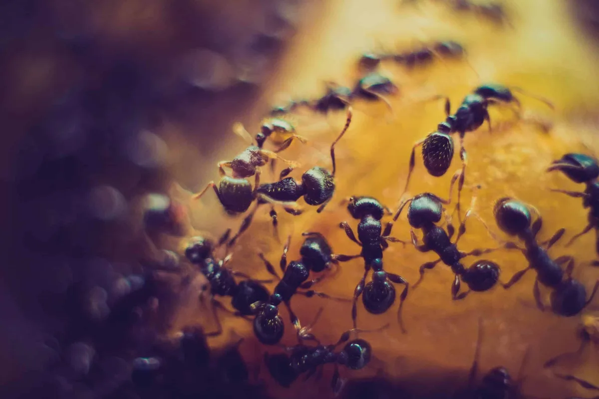 Ants trailing along a Central Texas home, drawn in by food and moisture