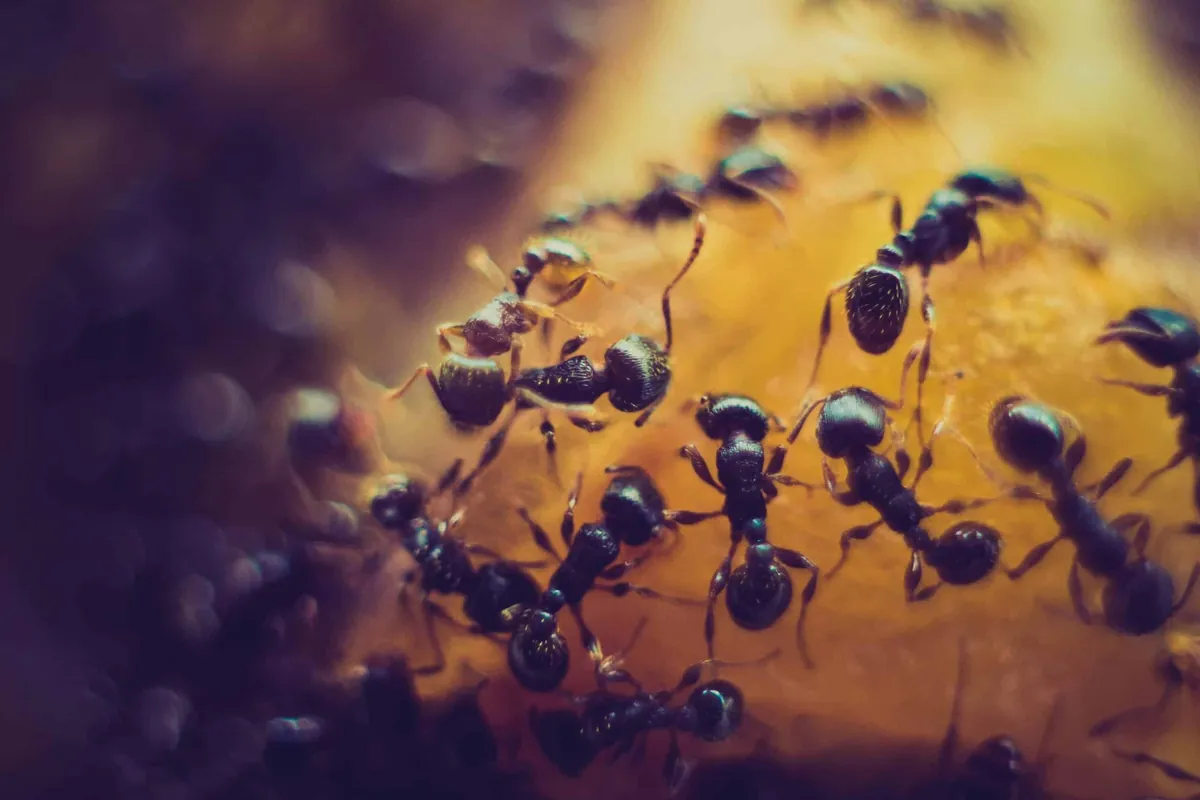 Ants following a scent trail toward a food source in an Austin kitchen