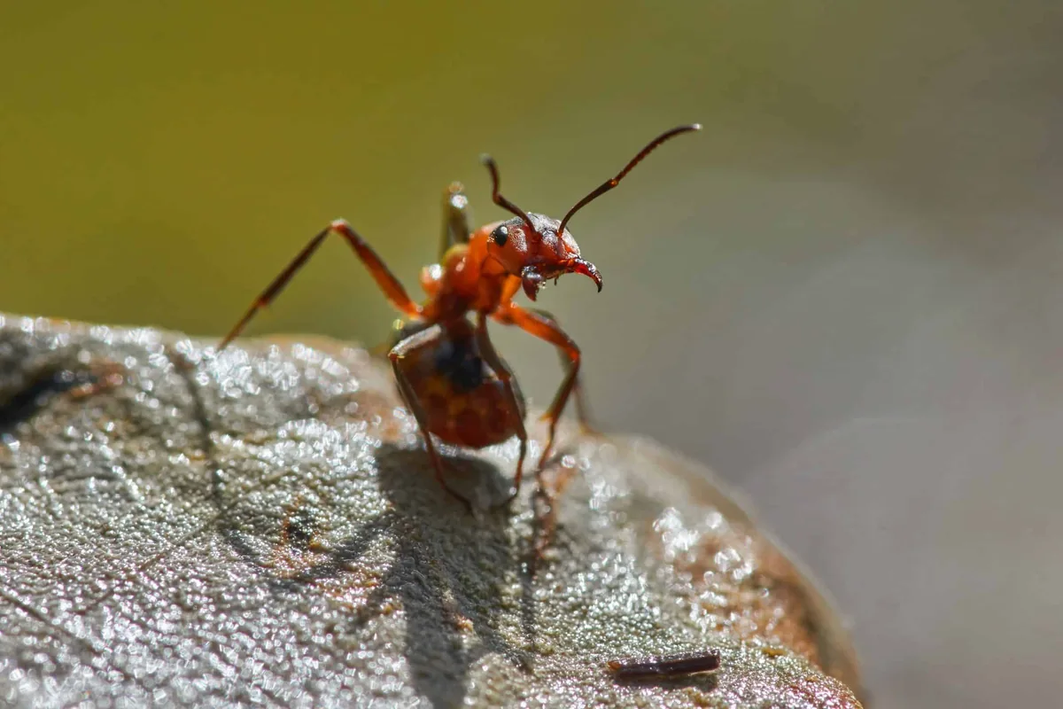 Fire ant mound in a Central Texas yard
