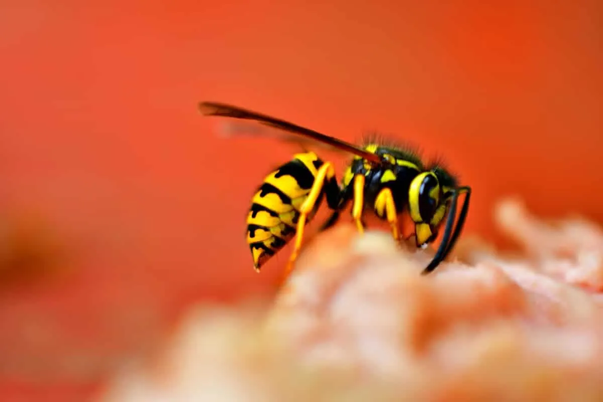 Yellow jacket wasp, one of the most aggressive stinging insects in Central Texas