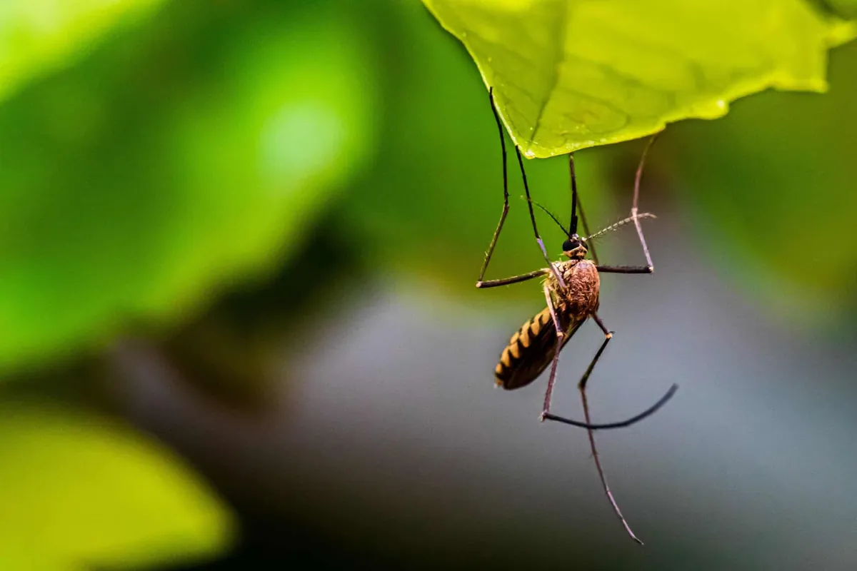Mosquito feeding, the disease risk behind every Austin backyard swarm