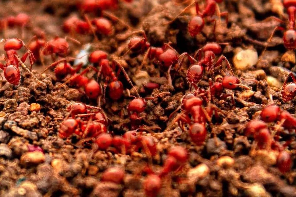 Fire ant mound in a Central Texas yard before professional treatment