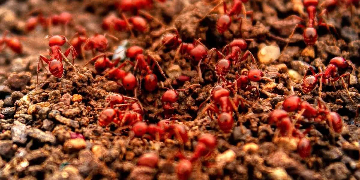 Fire ant mound of the kind that crops up on Austin lawns after spring rains