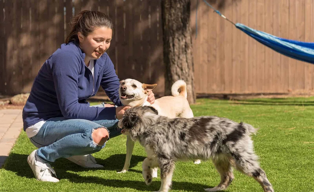 Dog in a Central Texas yard where fire ant mounds put pets at risk