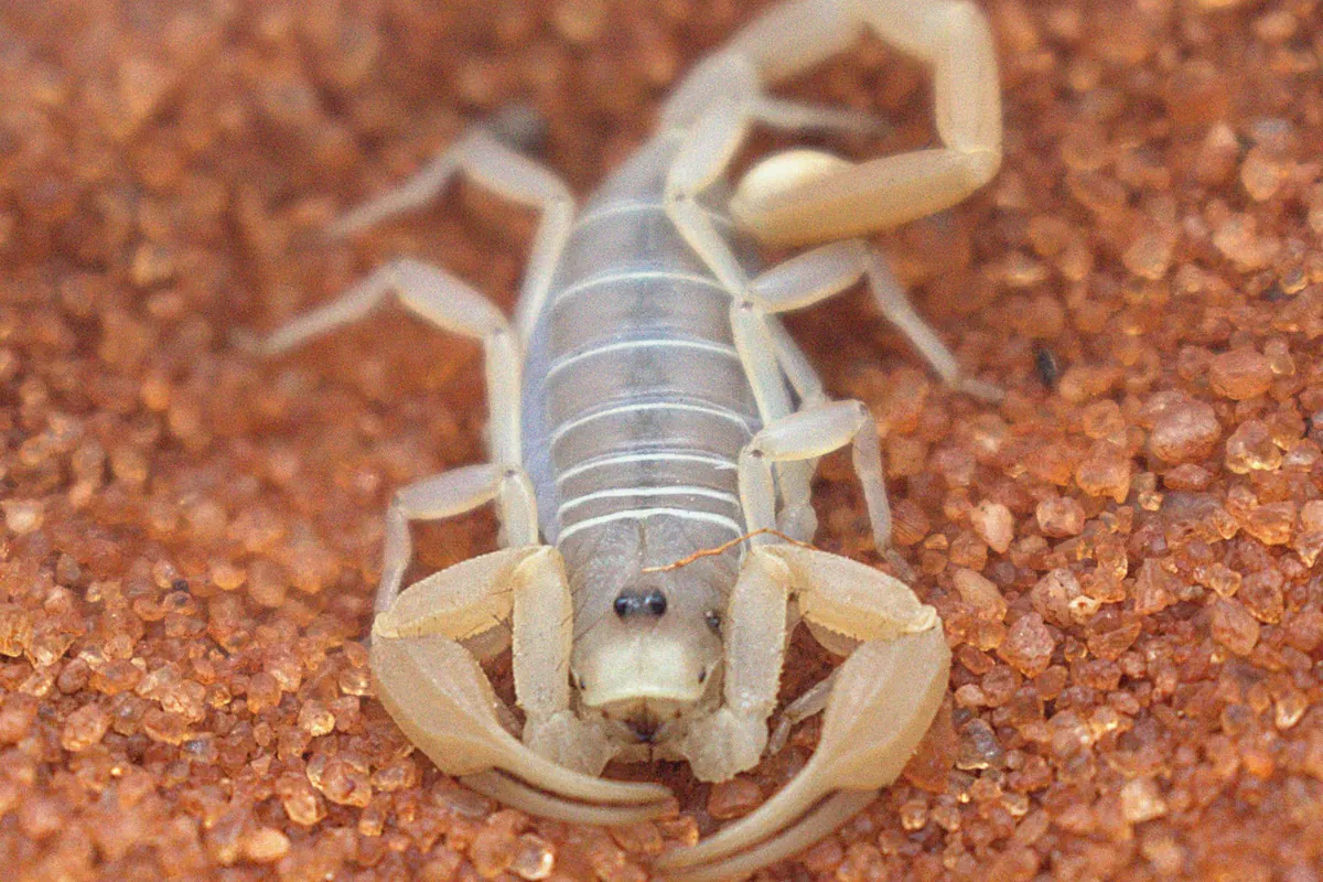 Striped bark scorpion, the most common home-invading scorpion around Austin