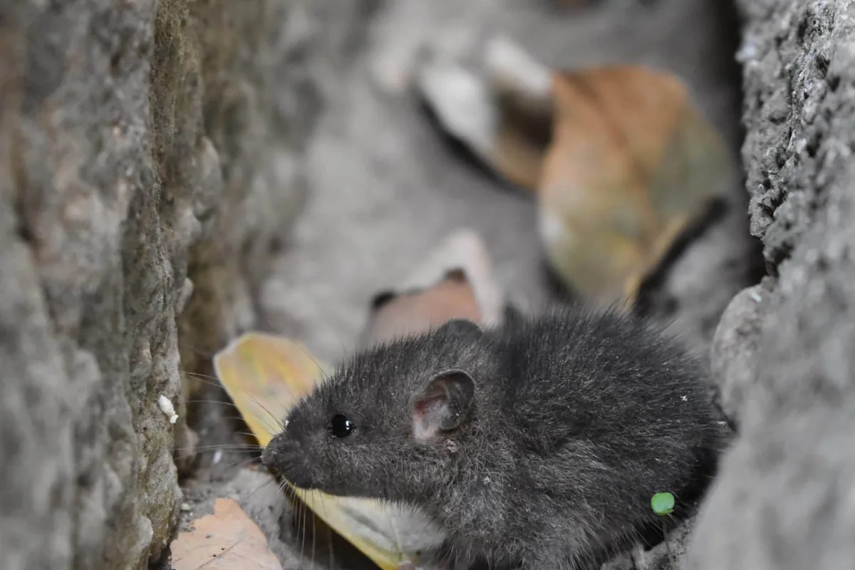 House mouse squeezing through a gap into an Austin home