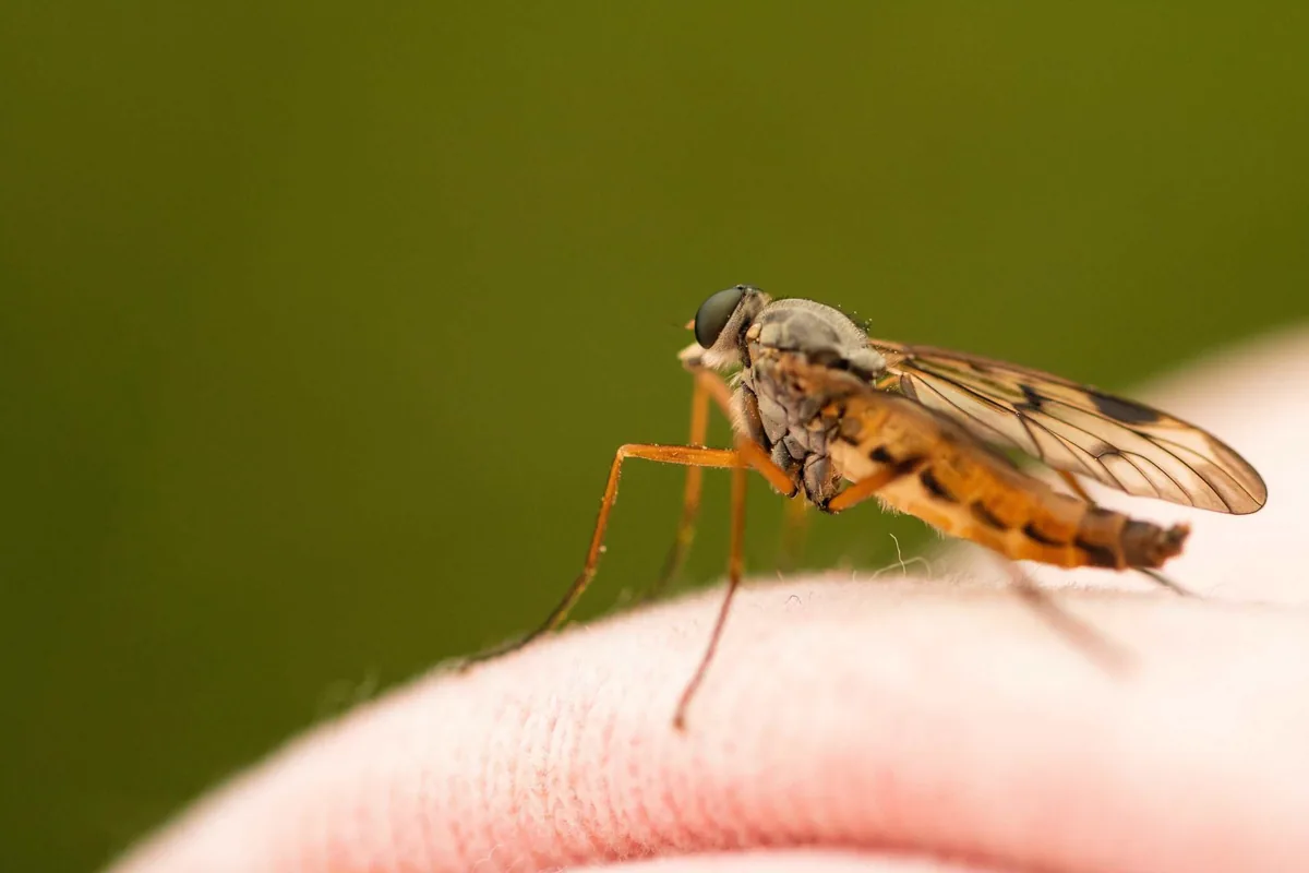 Close-up of a biting insect landing on a person's hand