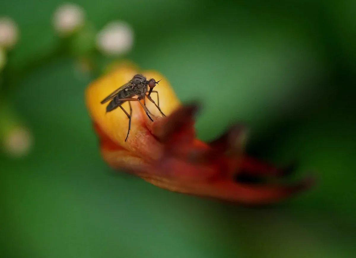 Mosquito on skin during Austin's long warm-weather mosquito season