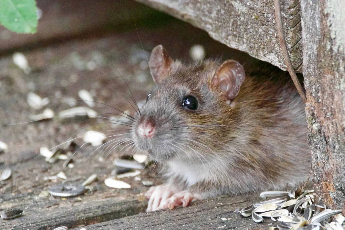 House mouse near a wall gap, the kind of entry point Austin mouse prevention targets