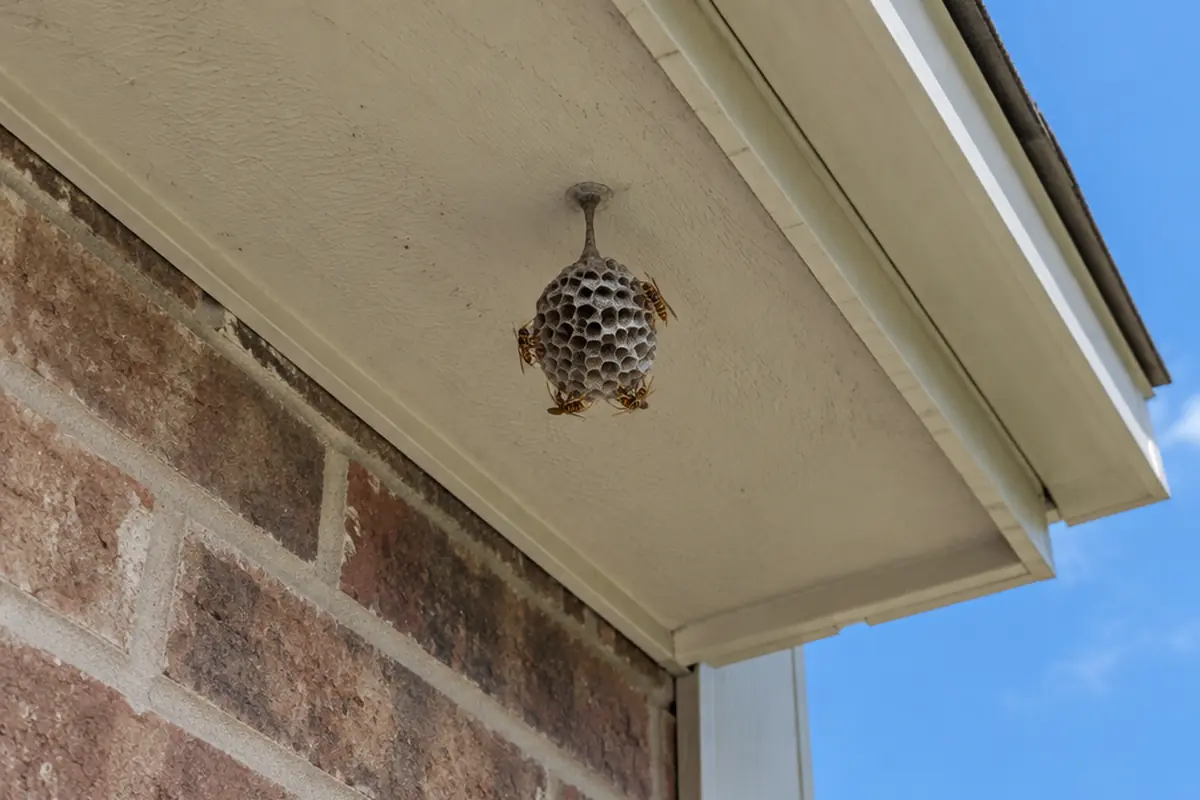 A paper wasp nest hanging from the roof eave of a brick home