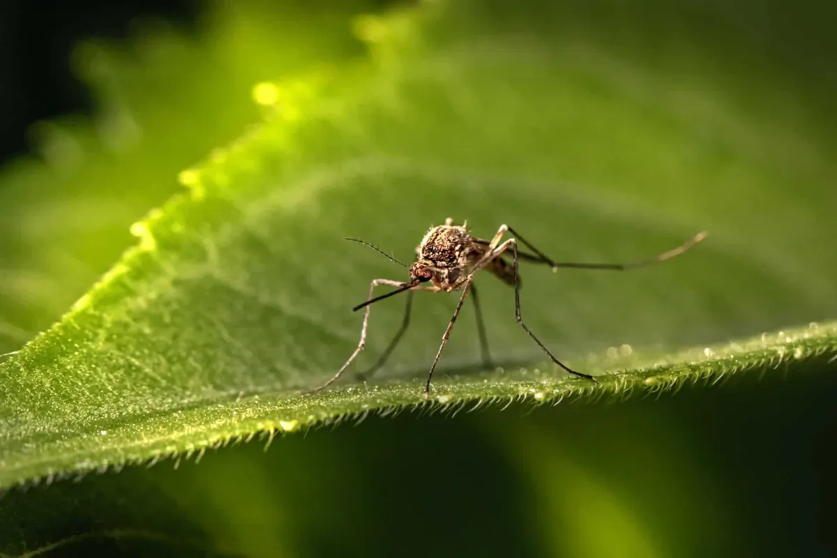 Mosquito resting on skin, the daily reality of an untreated Austin backyard