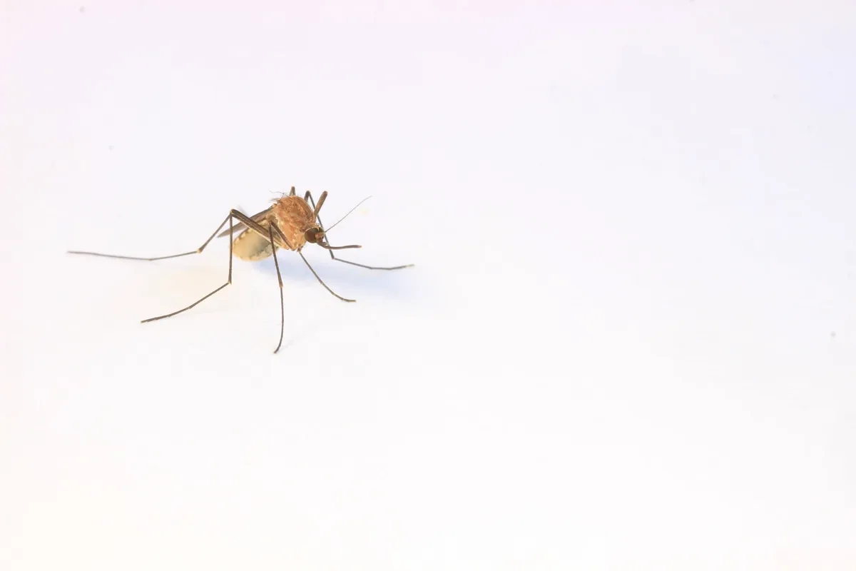 Mosquito biting skin, the reason professional mosquito control matters in Austin