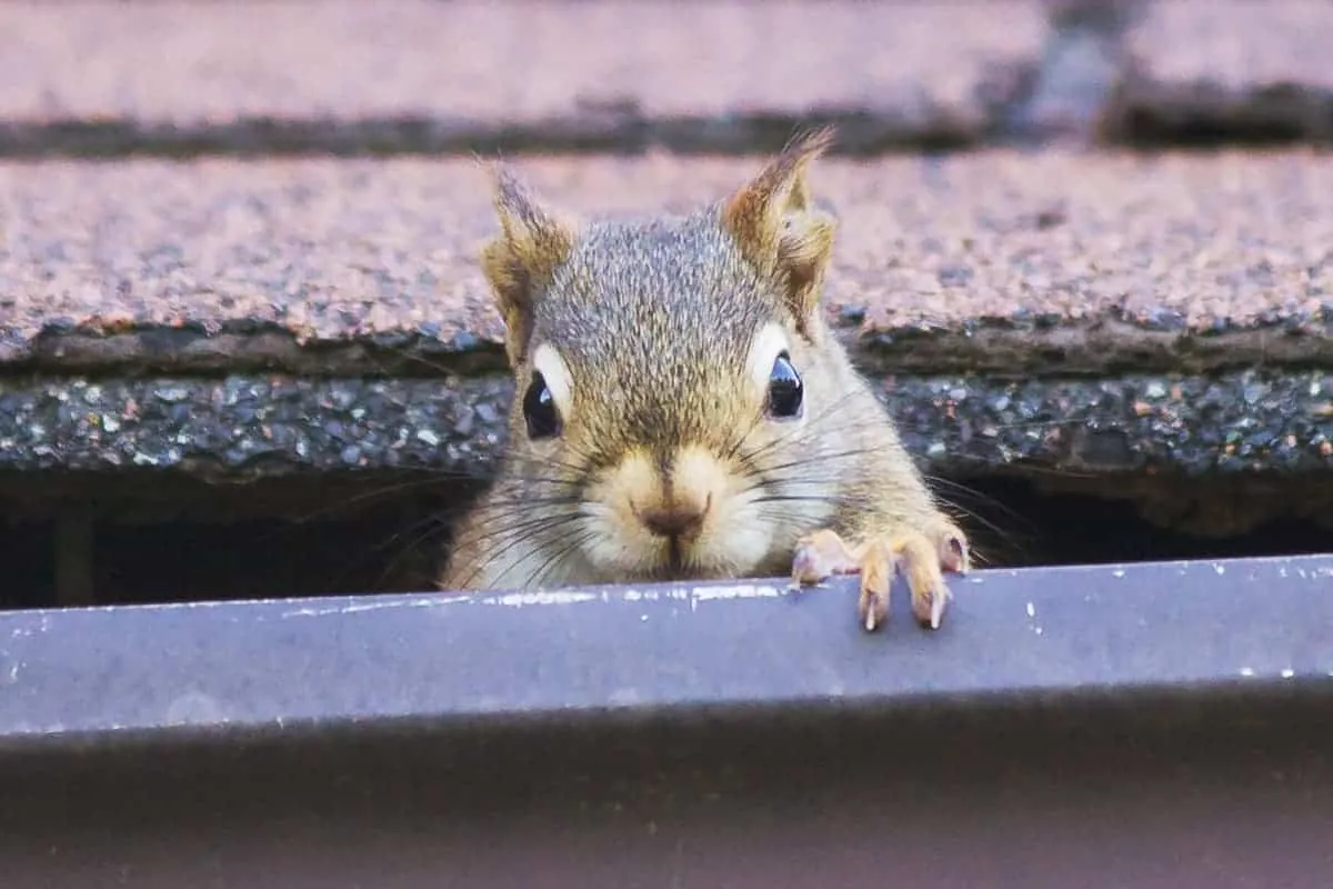 Squirrel at a roofline gap, the kind of entry point professional exclusion work seals