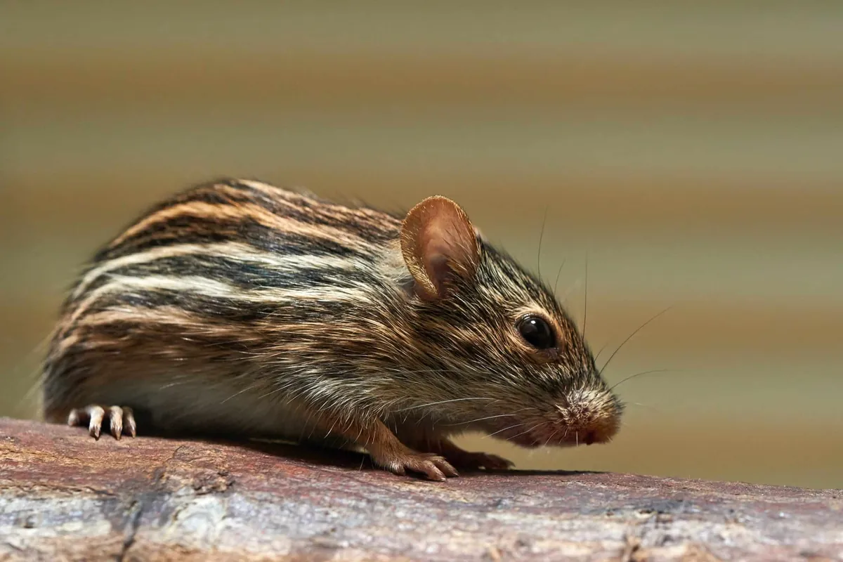 Rat slipping along a wall line, the route rats use to move through Austin homes