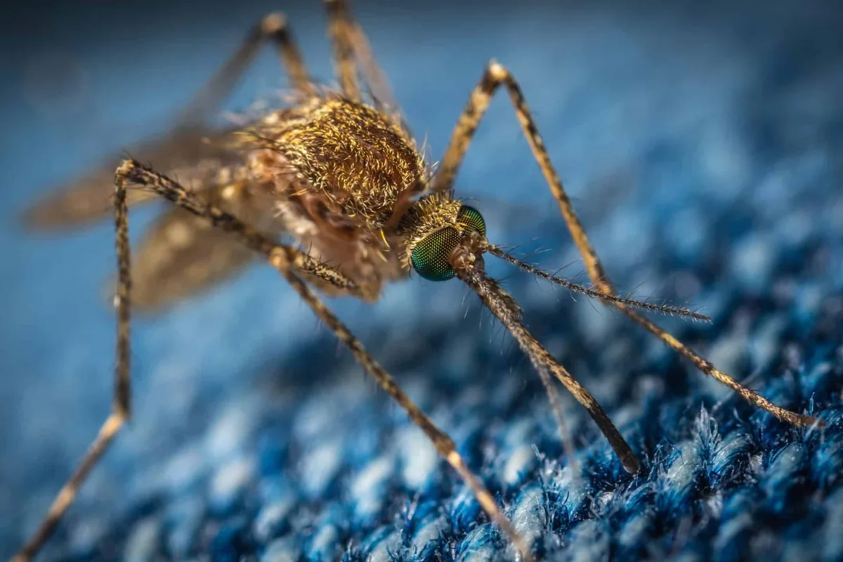 Mosquitoes over standing water, the breeding site every Austin yard should eliminate