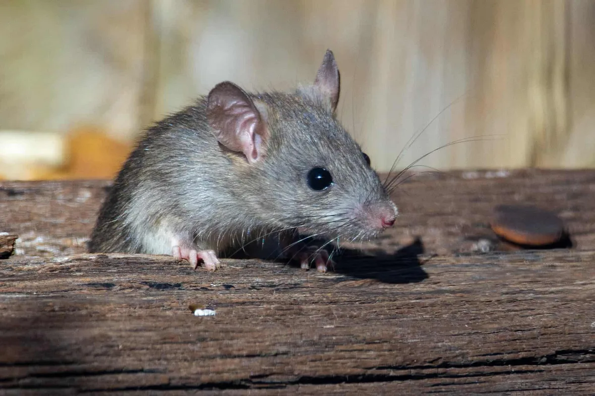 Rat of the kind that chews wiring and insulation inside Austin homes