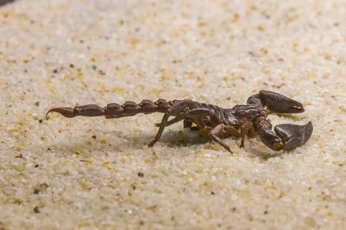 A scorpion on sandy ground