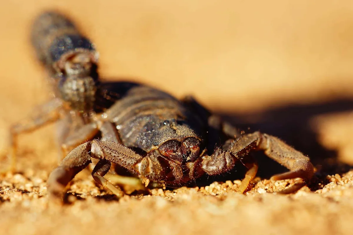 Scorpion on stone, the pest Austin homeowners most want gone