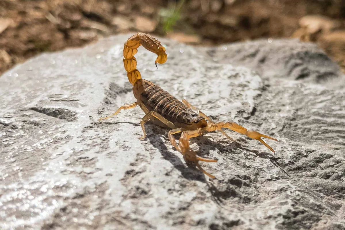 Striped bark scorpion up close, the species behind most Austin scorpion calls