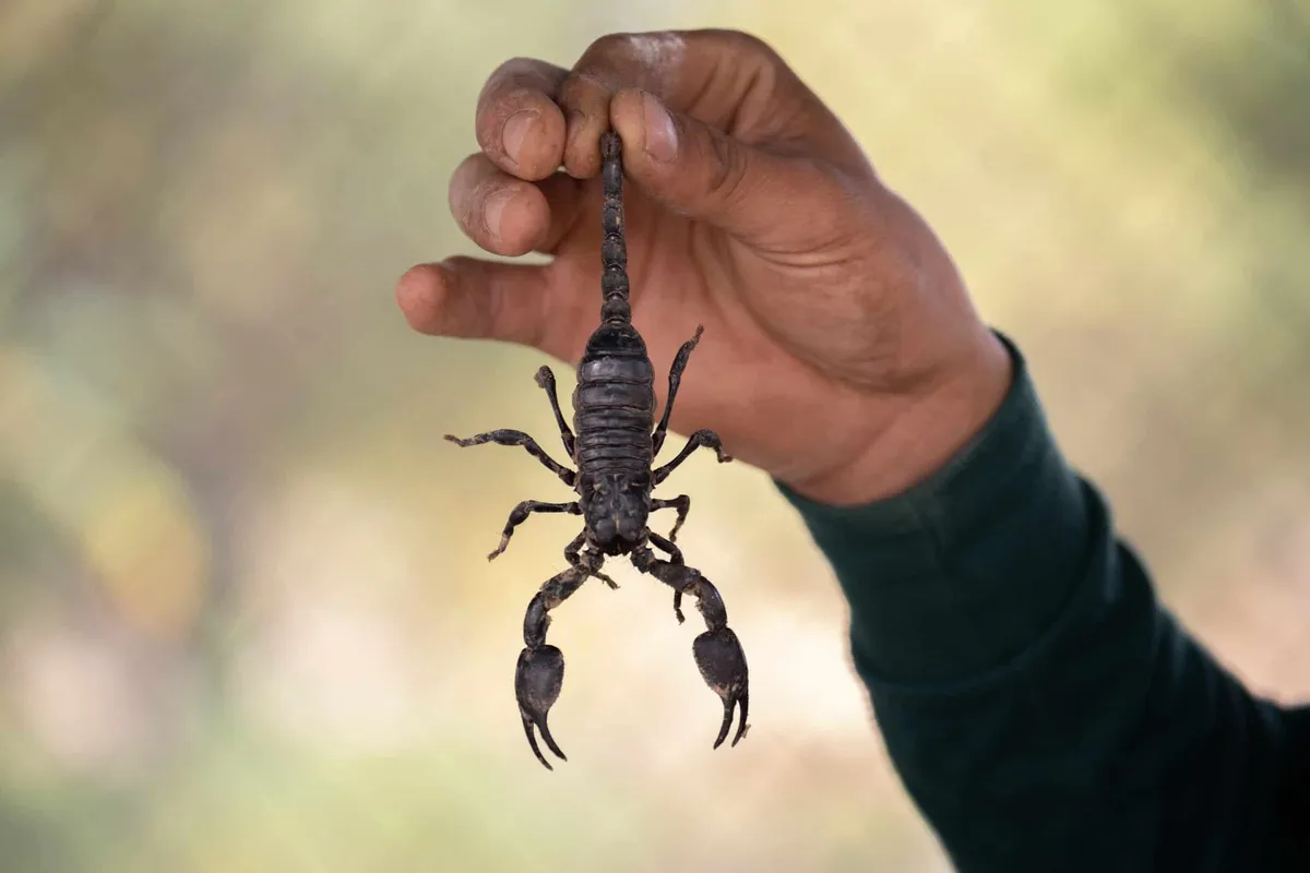 Striped bark scorpion, the species most often found inside Austin homes