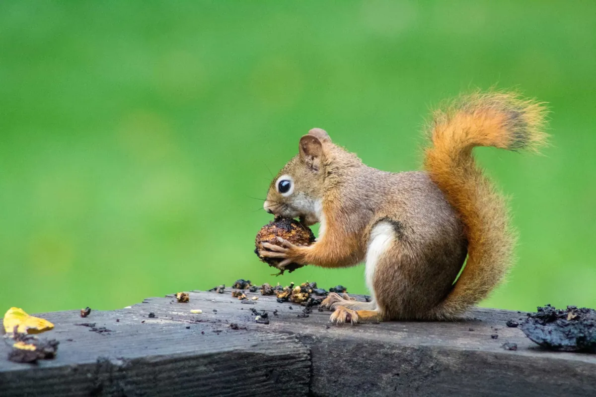 Fox squirrel on a fence line, the tree squirrel most common around Austin homes