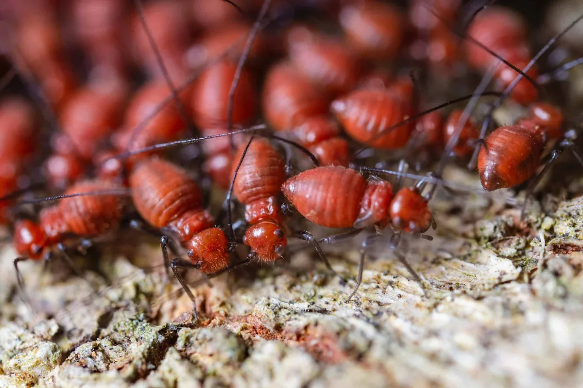 Termite activity uncovered in the wood of an Austin home