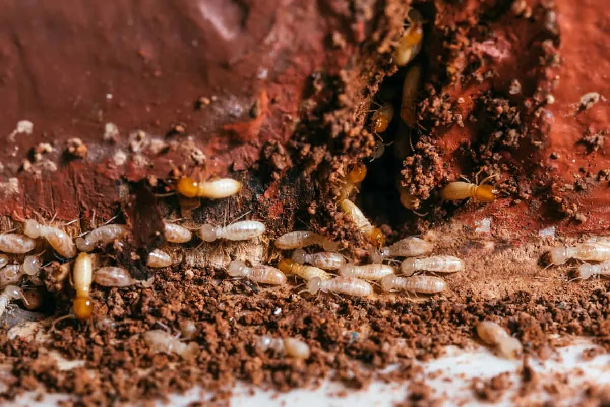 Termite damage in structural wood, the outcome termite prevention protects Austin homes from