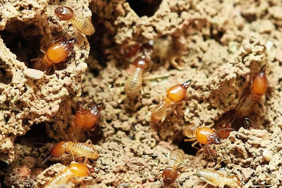 Austin-area home for sale, the kind of property a pre-listing termite inspection protects