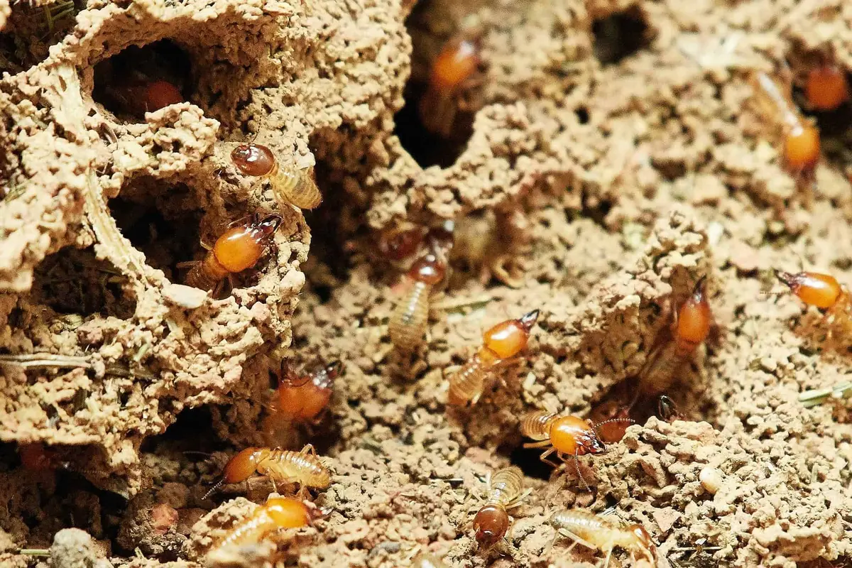 Termites working through structural wood ahead of swarm season in Austin