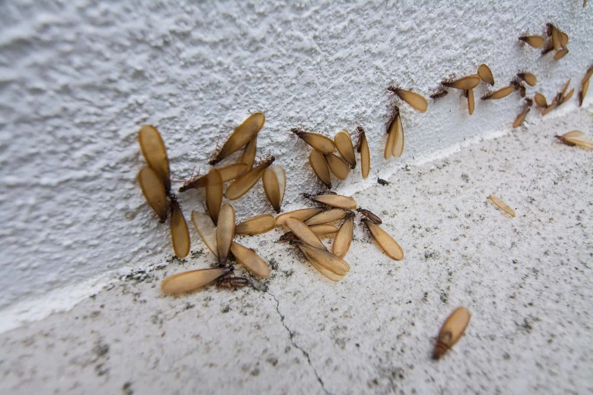 Termite swarmers and shed wings collecting on a white exterior wall