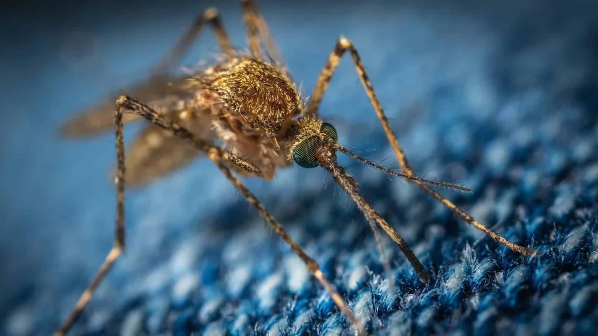Mosquito feeding, the species behind Austin's long and intense mosquito season