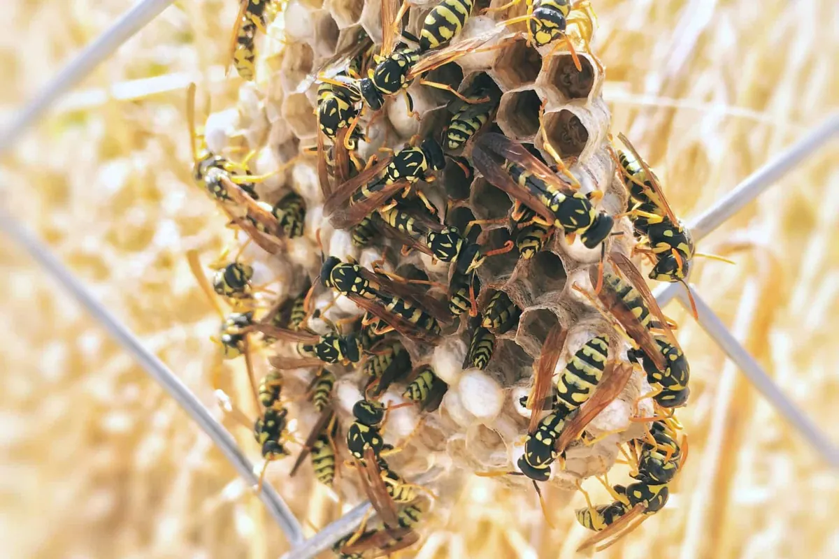Paper wasps building an exposed nest under a roof eave in Austin