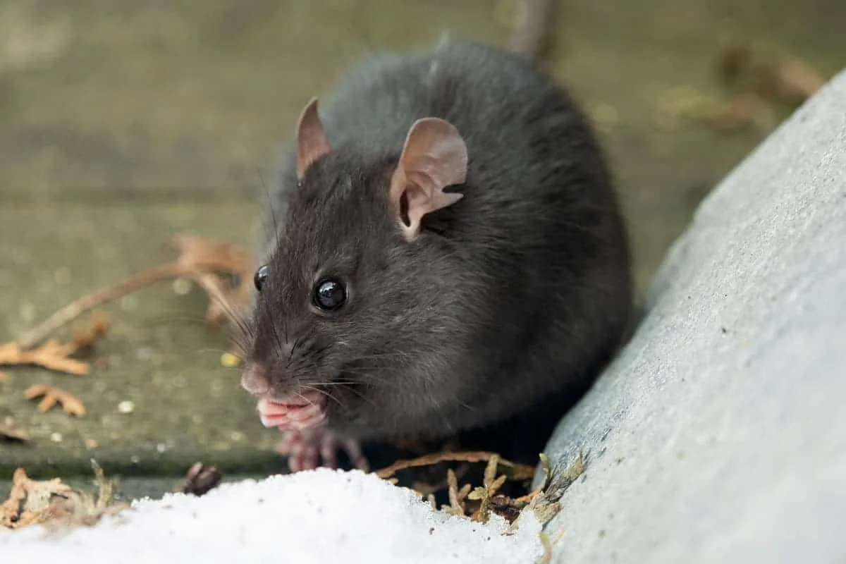 Austin home in winter, the season pests move indoors for food and shelter